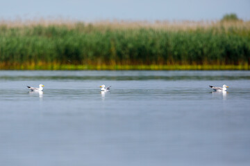 A sea gull in the wilderness of the Danube Delta of Romania