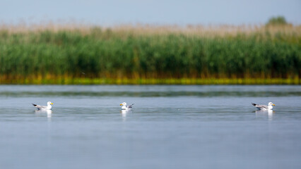 A sea gull in the wilderness of the Danube Delta of Romania