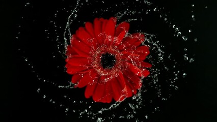 Super slow motion of rotating wet red gerbera blossom. Splashing water around. Isolated on black background. Filmed on high speed cinema camera, 1000 fps. - Powered by Adobe