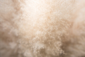 Blurred soft image of grass flower in the morning sunshine, to nature background concept.