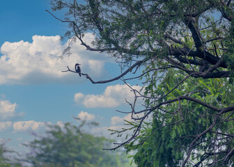 A White throated kingfisher resting on a tree