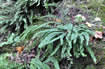 Asplenium trichomanes fern grows on the stone