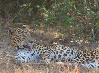 Naklejka na ściany i meble An adult male leopard grooming and resting on a rugged terrain with tall brown grass. Natta a Sri Lankan leopard (Panthera pardus kotiya) from Wilpattu National Park, in the island of Sri Lanka. 