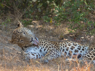 An adult male leopard grooming and resting on a rugged terrain with tall brown grass. Natta a Sri...