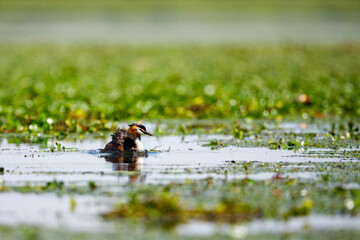 A Great Crested Grebe in the swamps of the Danube Delta in Romania
