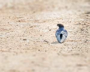 A swift on ground looking for food