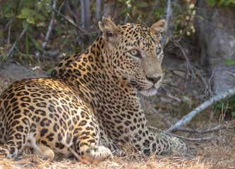 Fototapeta na wymiar An adult male leopard grooming and resting on rugged terrain with tall brown grass. Natta, a Sri Lankan leopard (Panthera pardus kotiya) from Wilpattu National Park, in the island of Sri Lanka. 