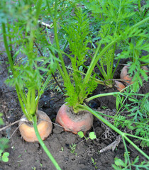 Carrots growing in open organic soil