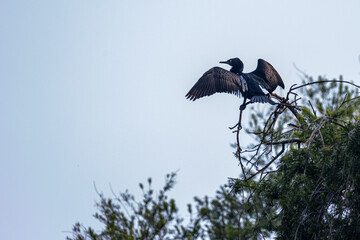 A Indian Cormorant drying its wings at the top of tree