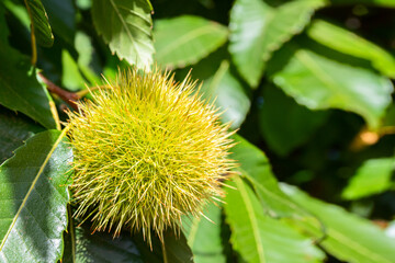 Close up of chestnut branch at sunlight .Castanea sativa background