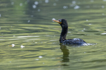 Fototapeta premium A great Cormorant in a lake in search of food