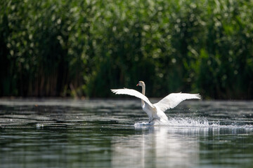 A white mute swan in the wilderness of the danube delta in romania
