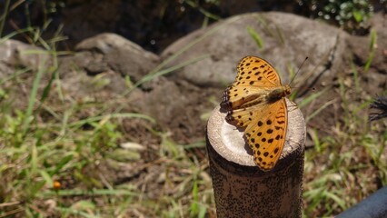 cute butterfly in the park