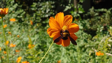 bee on the orange flower