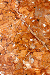Red fossiliferous limestone