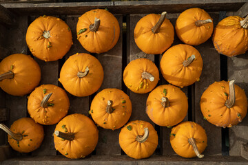 Pumpkins in a wooden crate