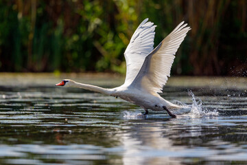 A white mute swan in the wilderness of the danube delta in romania
