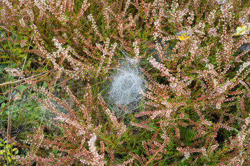 somewhere in a meadow in Belarus