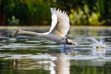 A white mute swan in the wilderness of the danube delta in romania
