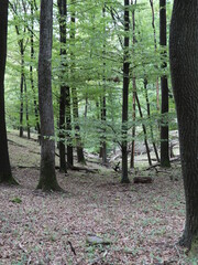 trees in the forest