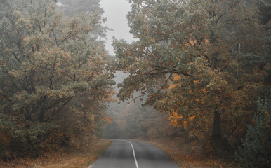 road in autumn in Belarus