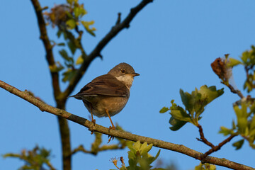 Common whitethroat (Curruca communis)