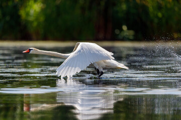 A white mute swan in the wilderness of the danube delta in romania
