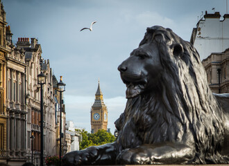 lion from Trafalgar square, big ben