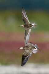 Ruff (Calidris pugnax)