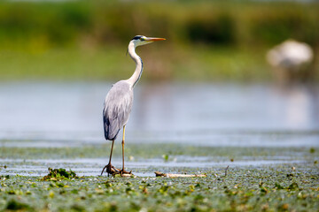 A grey heron in the wilderness of the Danube Delta in Romania