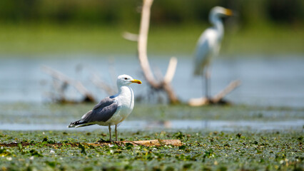 A sea gull in the wilderness of the Danube Delta of Romania