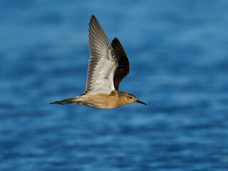 Ruff (Calidris pugnax)