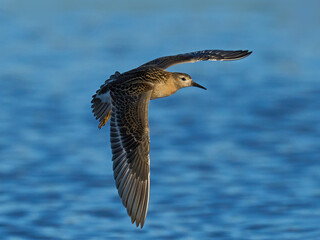Ruff (Calidris pugnax)