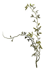 Foliage watercolor greenery branches clipart on the white isolated background.