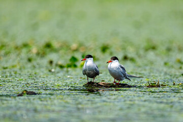 A common tern in the danube delta of romania