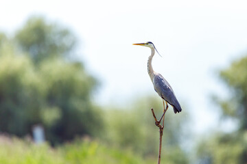 A grey heron in the wilderness of the Danube Delta in Romania