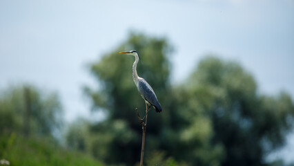 A grey heron in the wilderness of the Danube Delta in Romania