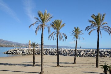 Beach groyne and palm trees in Marbella, Spain - 535601815