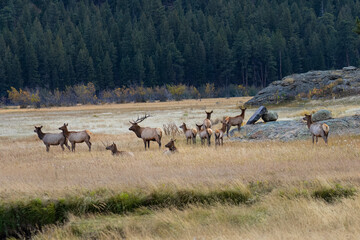 ELk Herd