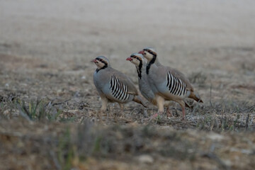Partridges at Dawn