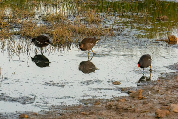 Common Moorhens Foraging at Dawn