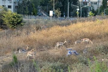 Gazelles in Jerusalem, Israel