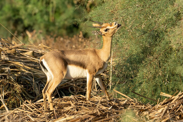A Gazelle in Jerusalem, Israel