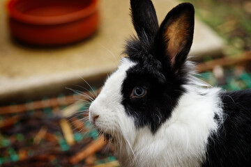Hase