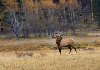 ELk Herd
