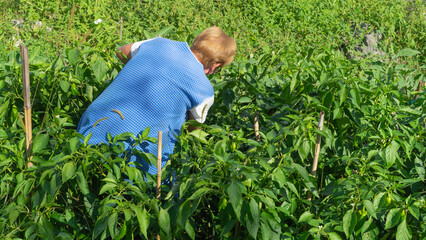 woman looking for or checking pepper plants in her vegetable garden