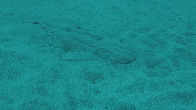 Squatina squatina, angelshark or monkfish resting buried in the sand in Tenerife coast at Canary Islands in Spain