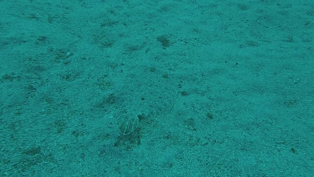 Slow motion 120 fps video of a Bothus podas, lenguado, Rombo di rena or Wide-eyed flounder