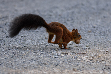 Eichhörnchen