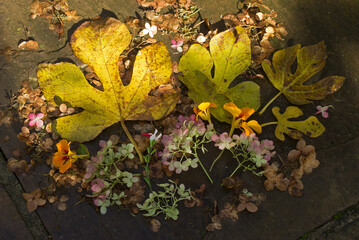 Autumn fig leaves and flowers